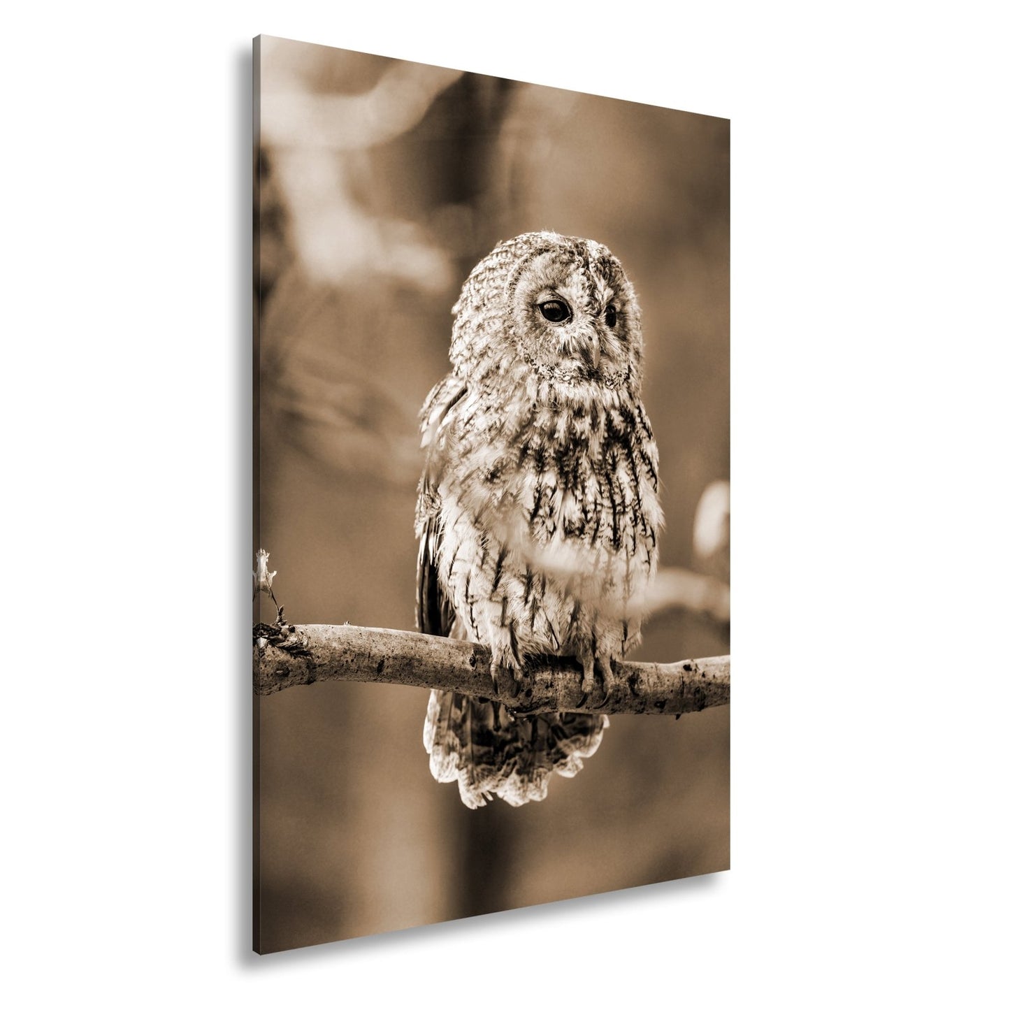 Leinwandbild Eule im Morgenlicht – stiller Blick der Weisheit. - deyoli