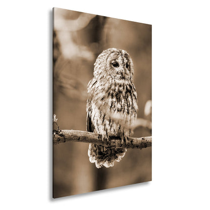 Leinwandbild Eule im Morgenlicht – stiller Blick der Weisheit. - deyoli