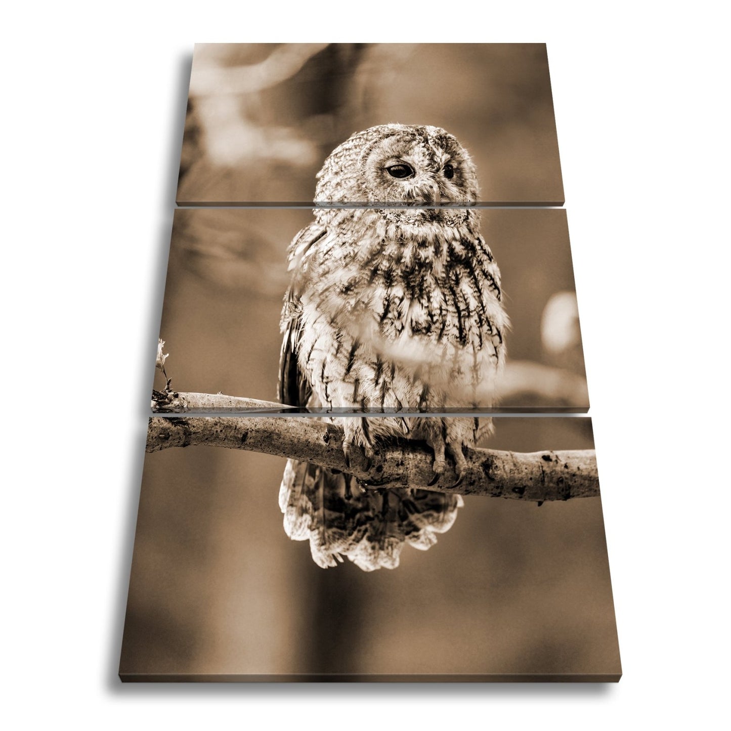 Leinwandbild Eule im Morgenlicht – stiller Blick der Weisheit. - deyoli