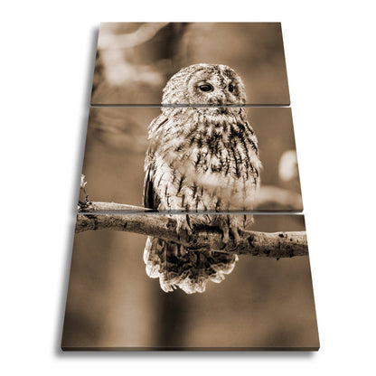 Leinwandbild Eule im Morgenlicht – stiller Blick der Weisheit. - deyoli