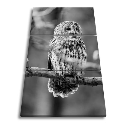 Leinwandbild Eule im Morgenlicht – stiller Blick der Weisheit. - deyoli