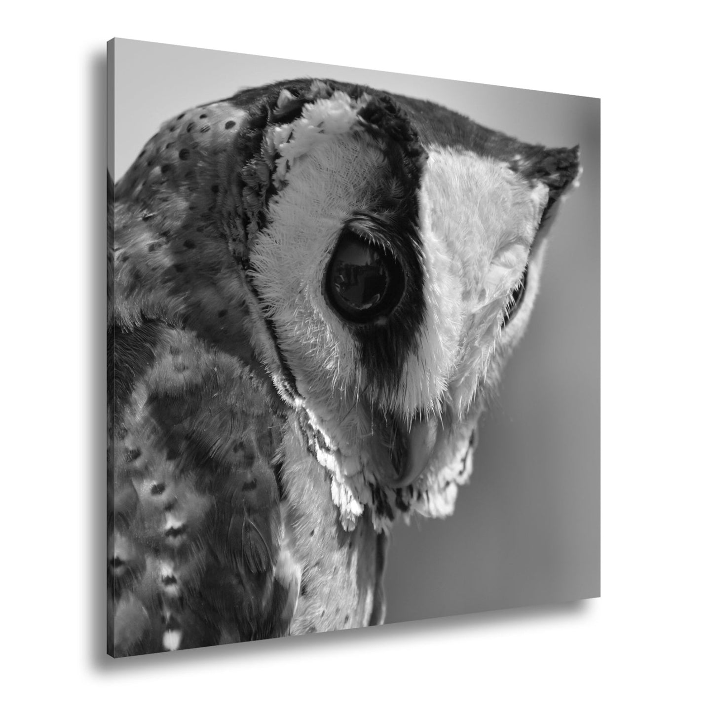 Leinwandbild Eulenblick voller Tiefe – Weisheit in feinem Gefieder. - deyoli