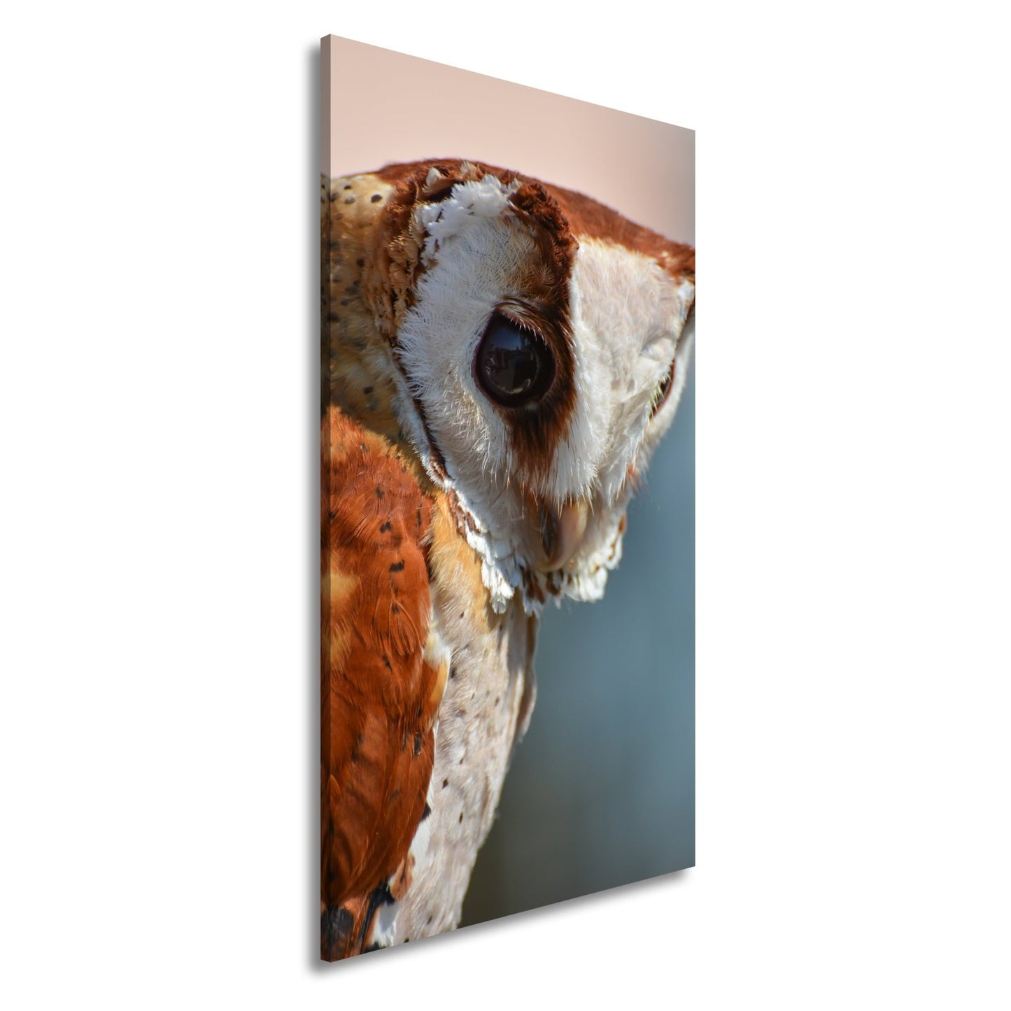 Leinwandbild Eulenblick voller Tiefe – Weisheit in feinem Gefieder. - deyoli