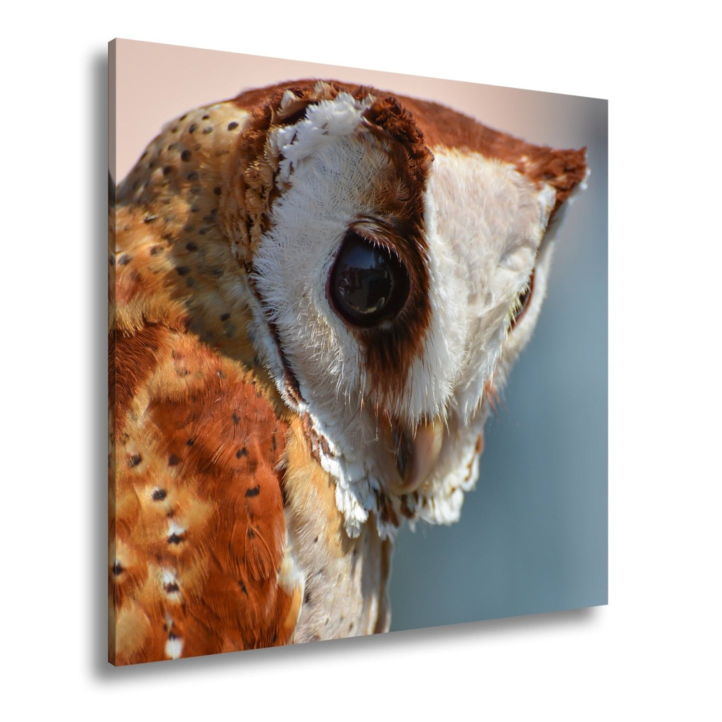 Leinwandbild Eulenblick voller Tiefe – Weisheit in feinem Gefieder. - deyoli