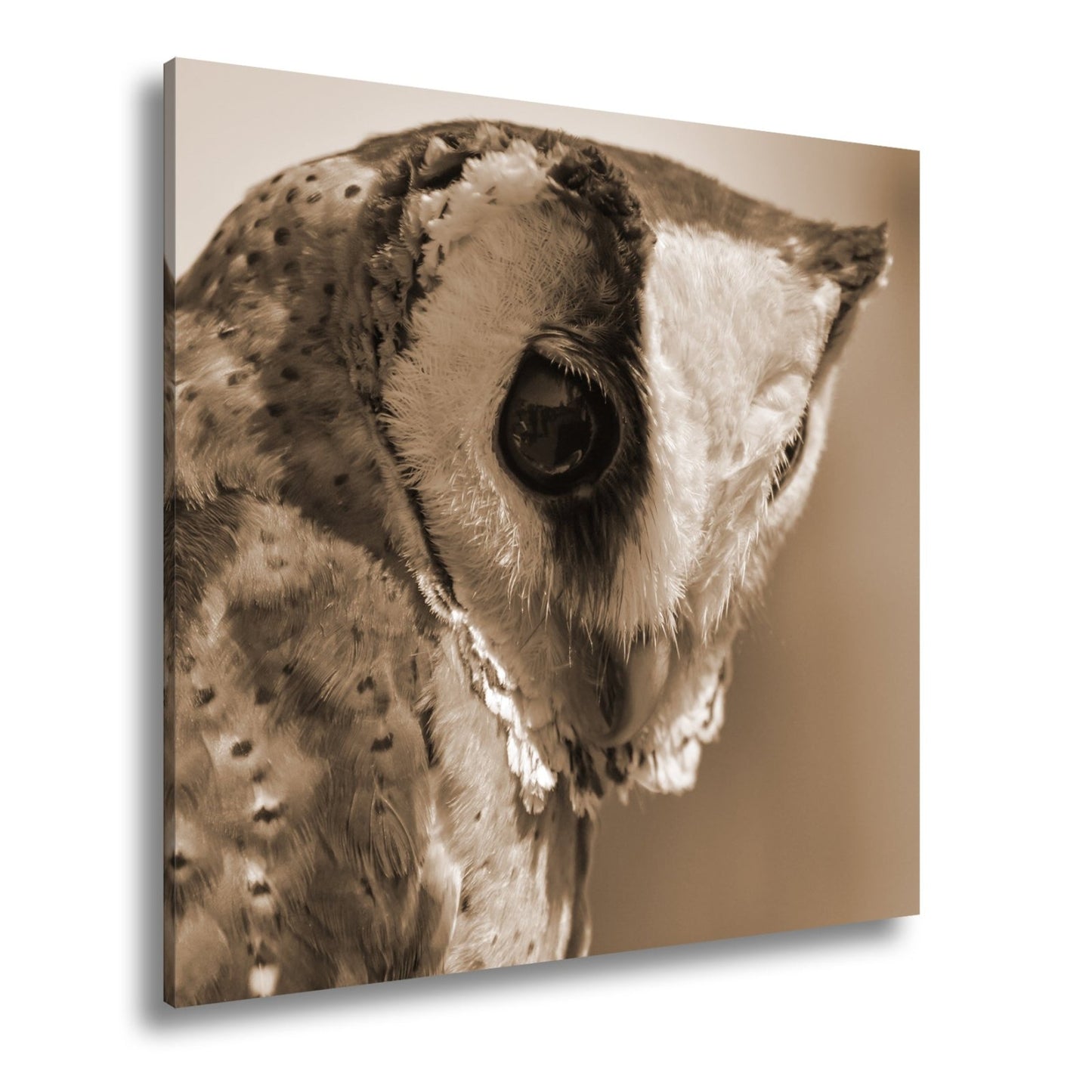 Leinwandbild Eulenblick voller Tiefe – Weisheit in feinem Gefieder. - deyoli