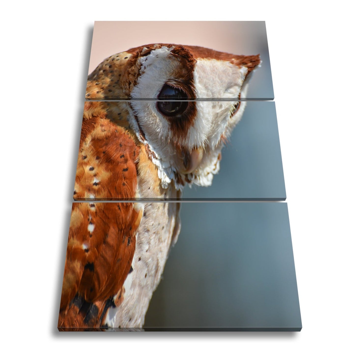 Leinwandbild Eulenblick voller Tiefe – Weisheit in feinem Gefieder. - deyoli