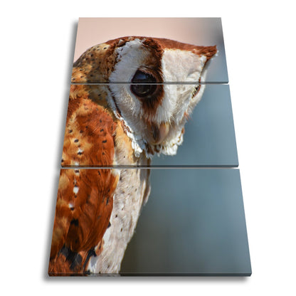 Leinwandbild Eulenblick voller Tiefe – Weisheit in feinem Gefieder. - deyoli