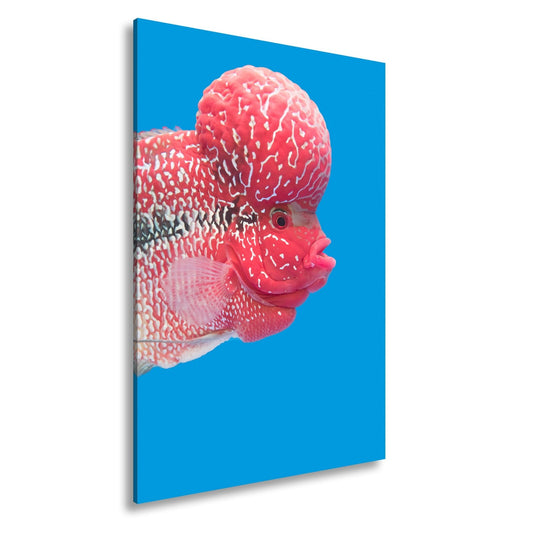 Leinwandbild Exotischer Fisch mit Stirnkrone vor klarem Himmelsblau - deyoli
