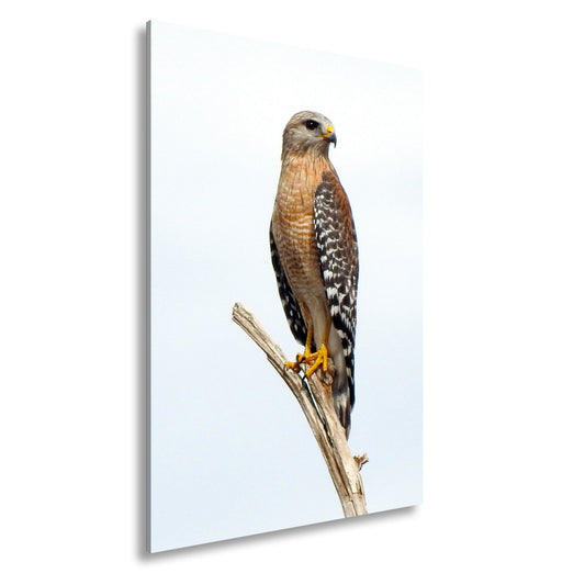 Leinwandbild Falkenblick auf kahlem Ast vor leerem Horizont. - deyoli