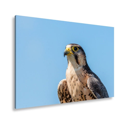 Leinwandbild Falkenblick – messerscharf und königlich im Himmelsblau - deyoli