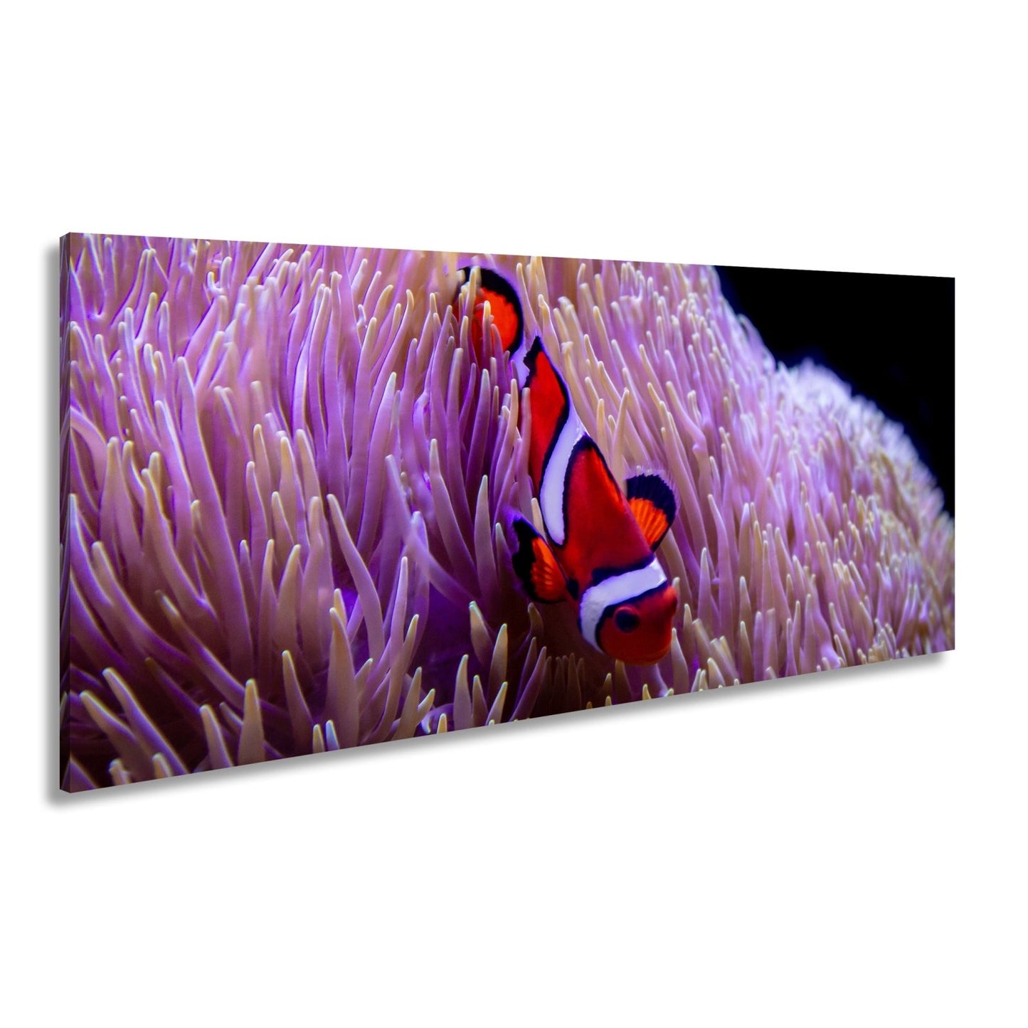 Leinwandbild Farbenpracht im Korallengarten – der Clownfisch tanzt. - deyoli