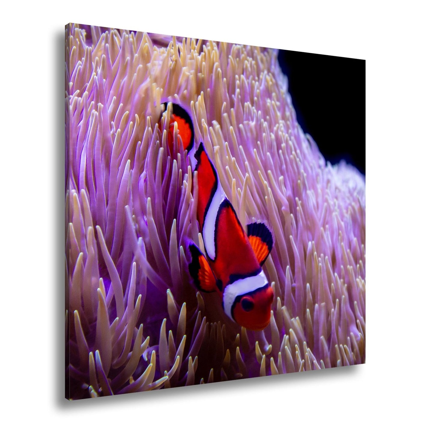 Leinwandbild Farbenpracht im Korallengarten – der Clownfisch tanzt. - deyoli