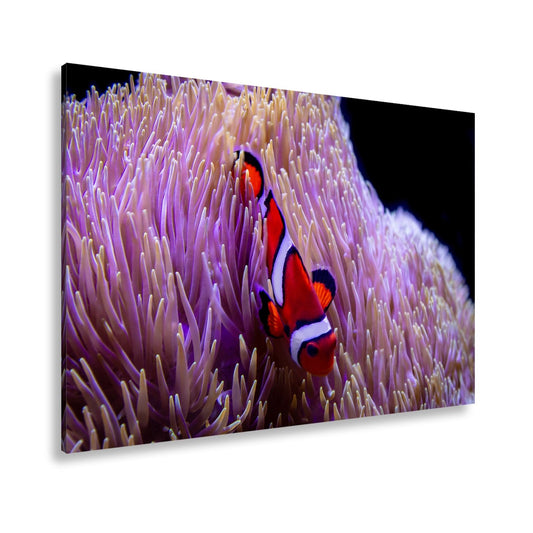 Leinwandbild Farbenpracht im Korallengarten – der Clownfisch tanzt. - deyoli