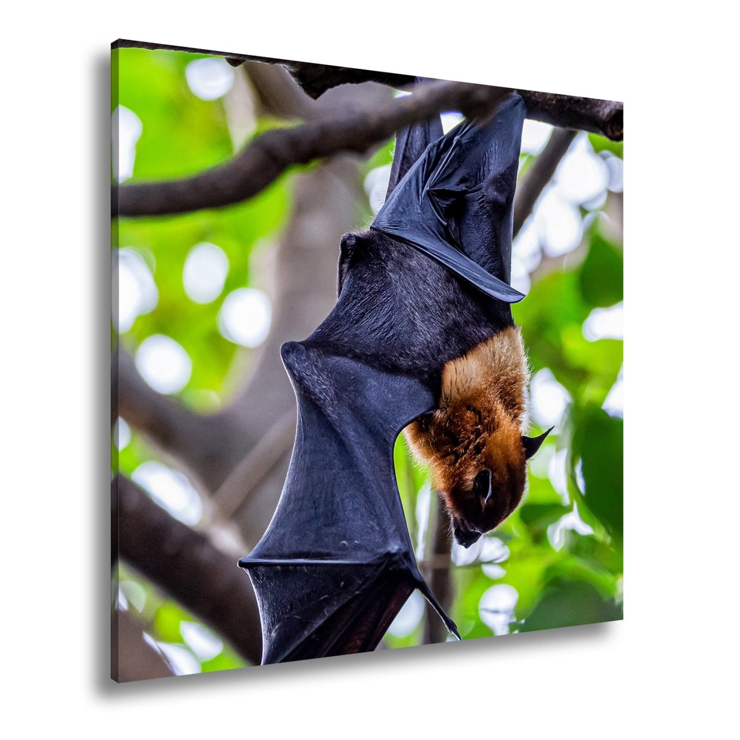 Leinwandbild Fledermaus XXL – Kopfüber im Sonnenlicht Naturmotiv - deyoli