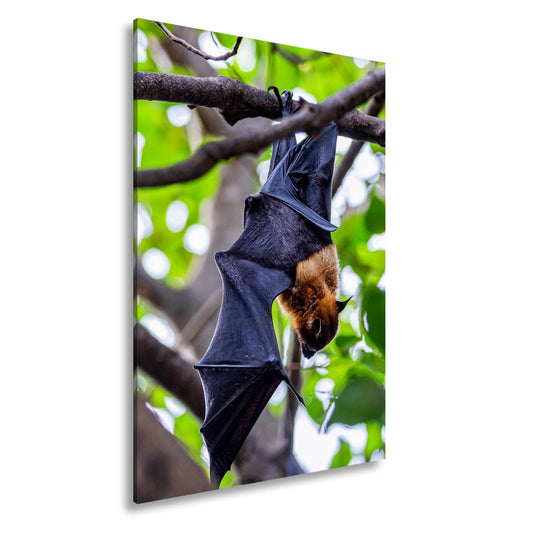 Leinwandbild Fledermaus XXL – Kopfüber im Sonnenlicht Naturmotiv - deyoli