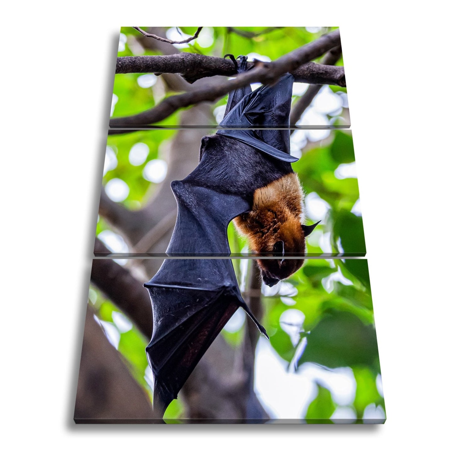 Leinwandbild Fledermaus XXL – Kopfüber im Sonnenlicht Naturmotiv - deyoli