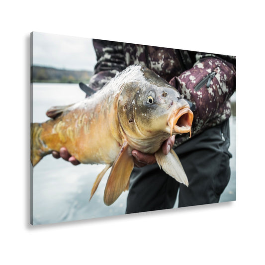 Leinwandbild Frisch gefangener Karpfen glänzt in kräftiger Hand. - deyoli