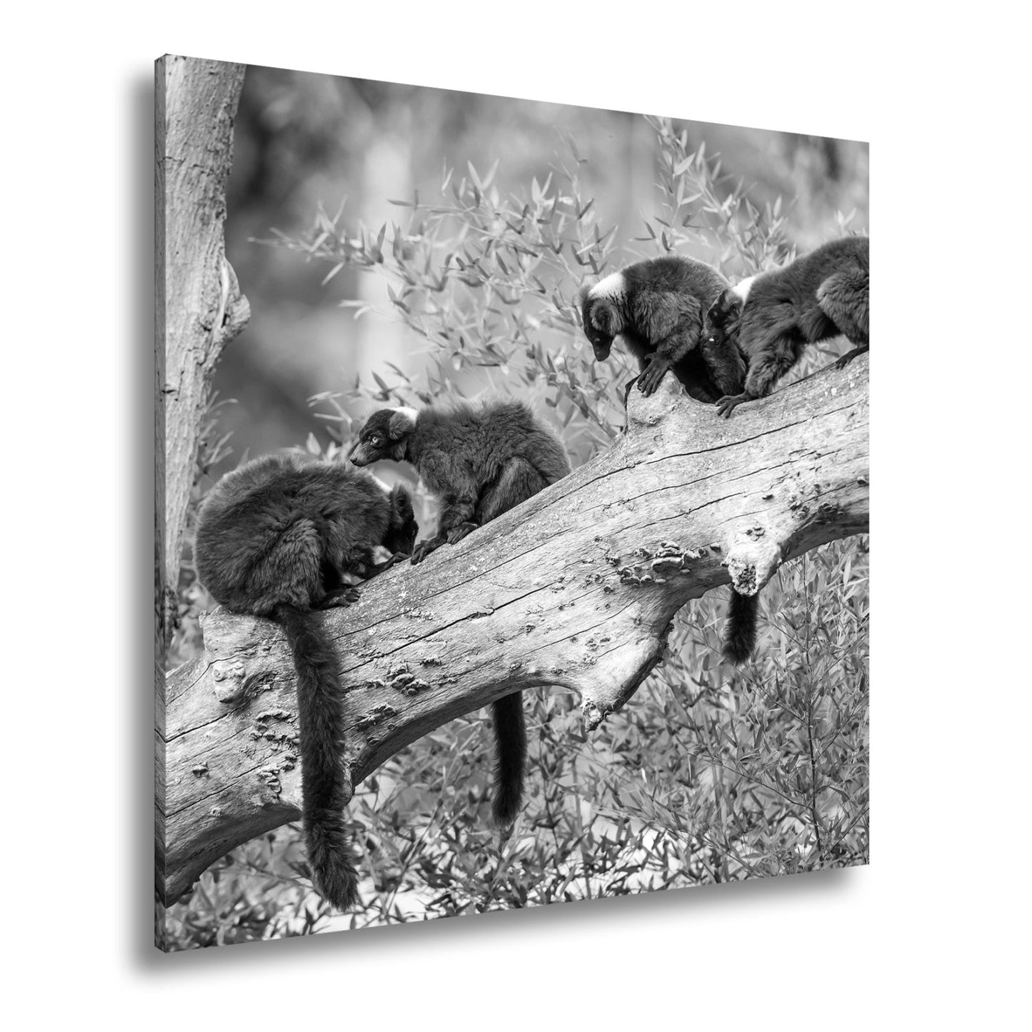 Leinwandbild Fünf rote Lemuren auf Ast im Dschungel XXL – Wildtiere Wandbild - deyoli