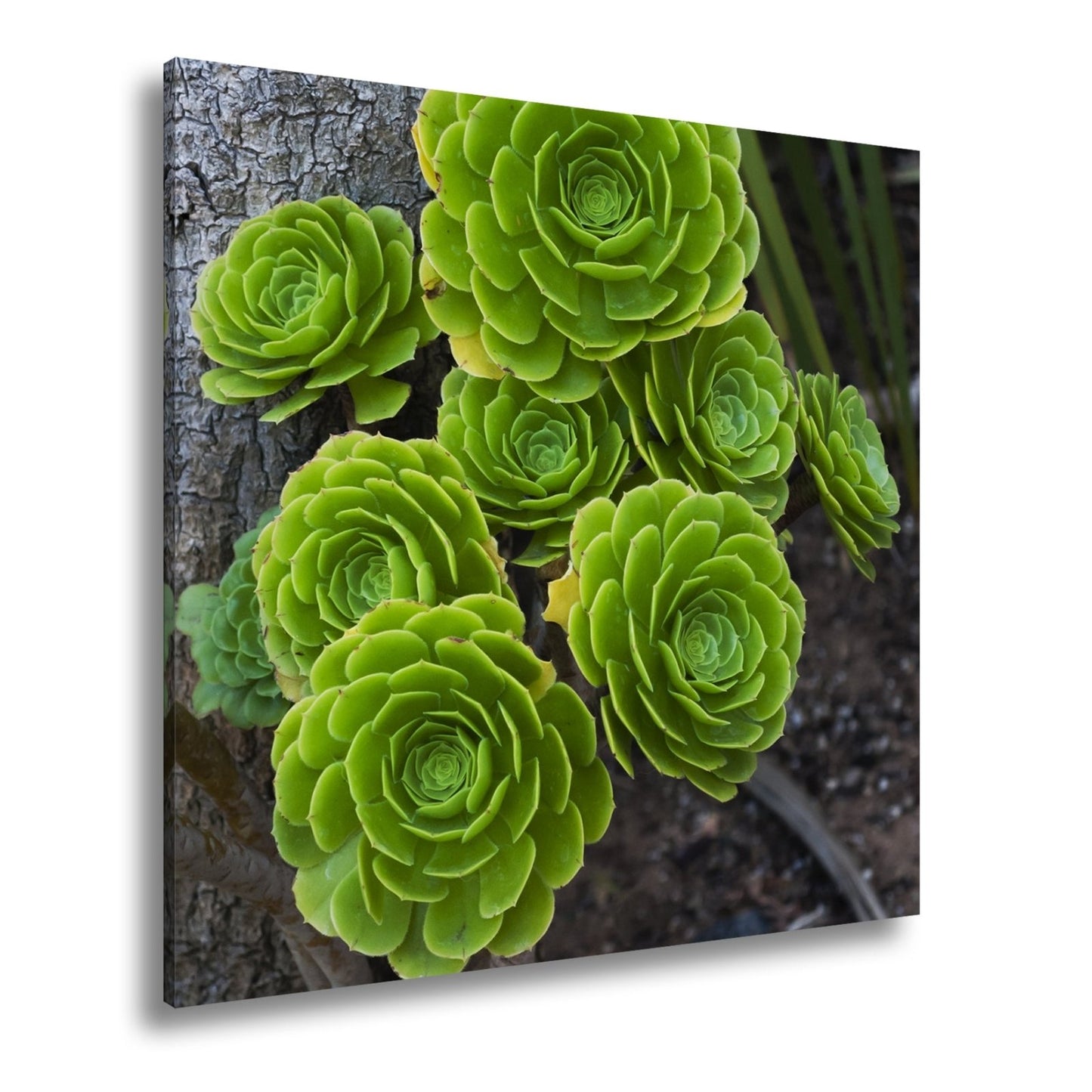 Leinwandbild Geometrie der Natur in saftigem Grün XXL – Pflanzen Wandbild - deyoli