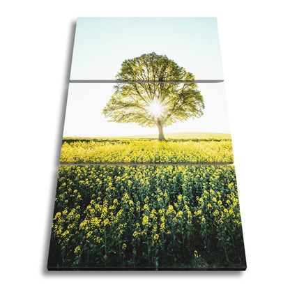 Leinwandbild Goldene Sonne küsst den Baum im Meer aus Blüten. - deyoli