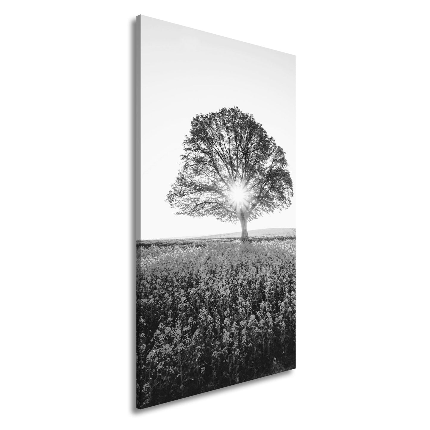 Leinwandbild Goldene Sonne küsst den Baum im Meer aus Blüten. - deyoli