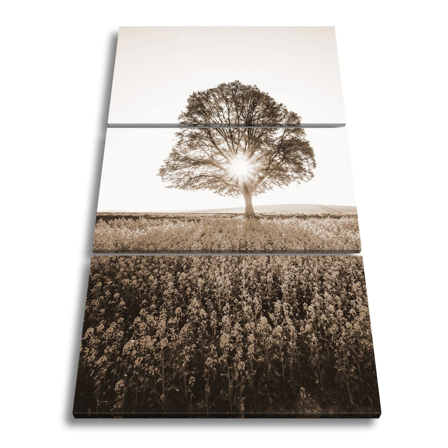 Leinwandbild Goldene Sonne küsst den Baum im Meer aus Blüten. - deyoli
