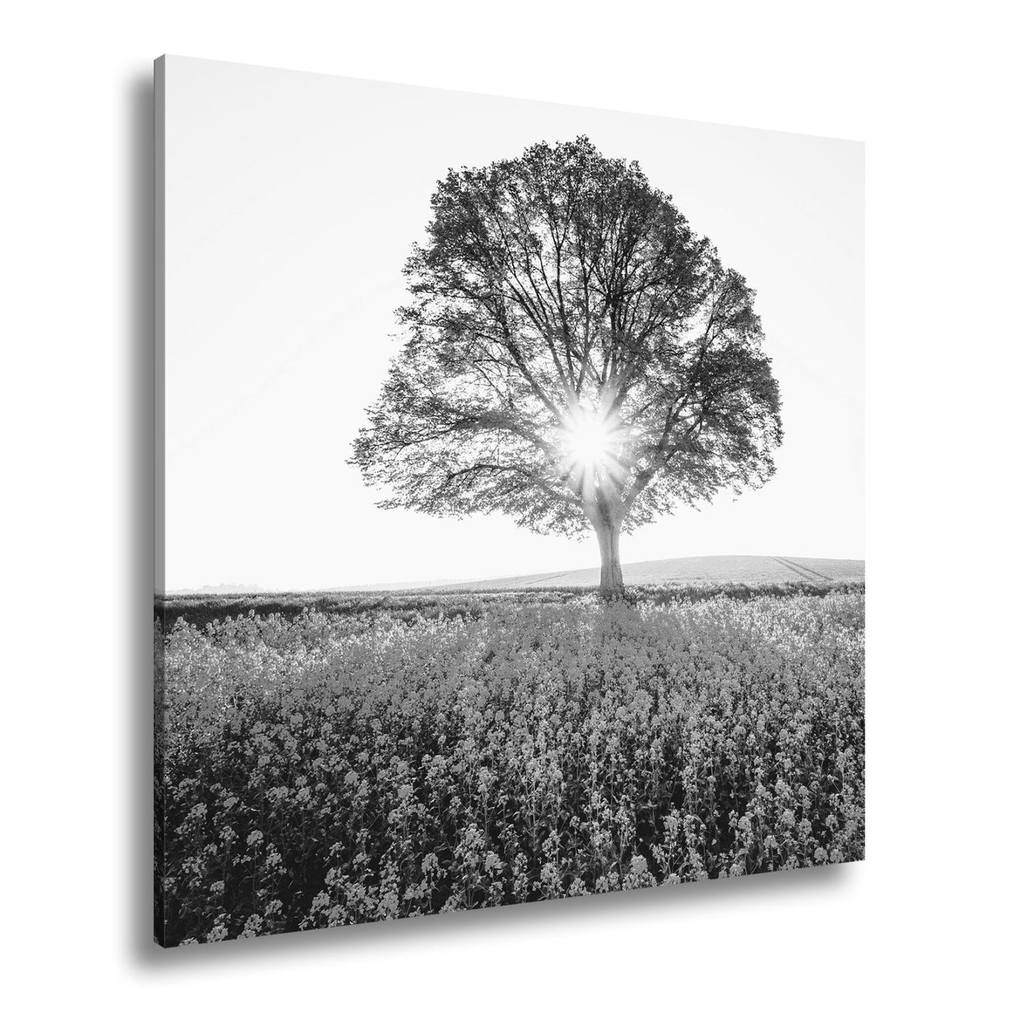 Leinwandbild Goldene Sonne küsst den Baum im Meer aus Blüten. - deyoli
