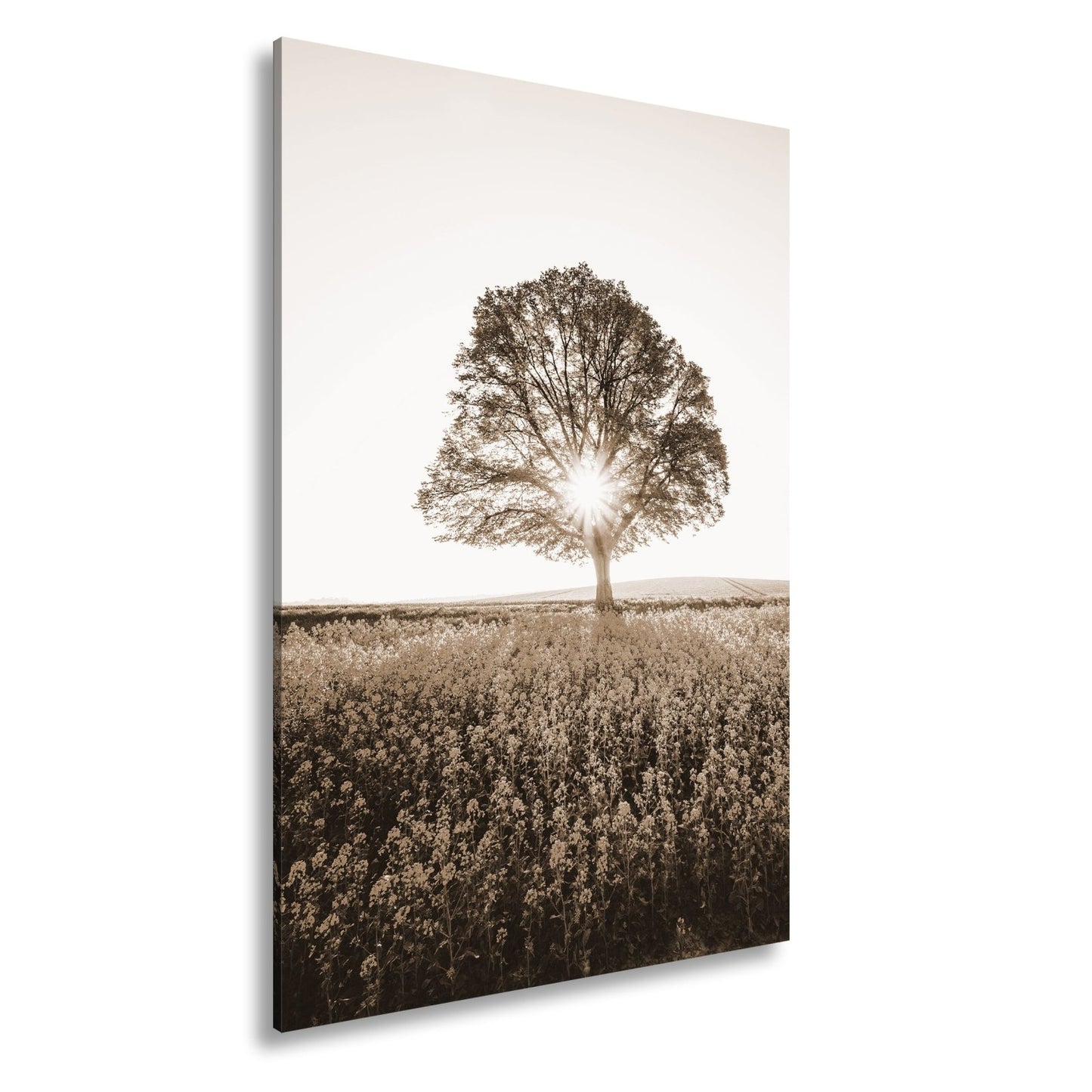 Leinwandbild Goldene Sonne küsst den Baum im Meer aus Blüten. - deyoli