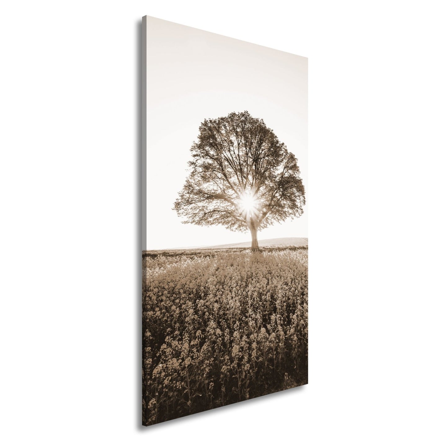 Leinwandbild Goldene Sonne küsst den Baum im Meer aus Blüten. - deyoli