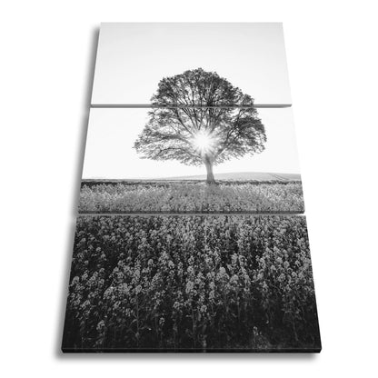 Leinwandbild Goldene Sonne küsst den Baum im Meer aus Blüten. - deyoli
