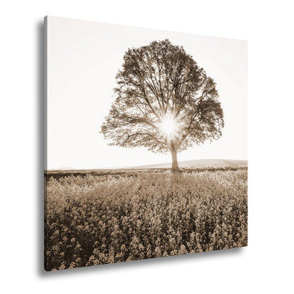 Leinwandbild Goldene Sonne küsst den Baum im Meer aus Blüten. - deyoli