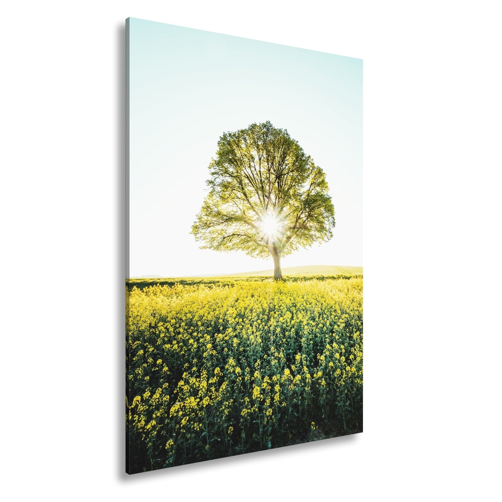 Leinwandbild Goldene Sonne küsst den Baum im Meer aus Blüten. - deyoli