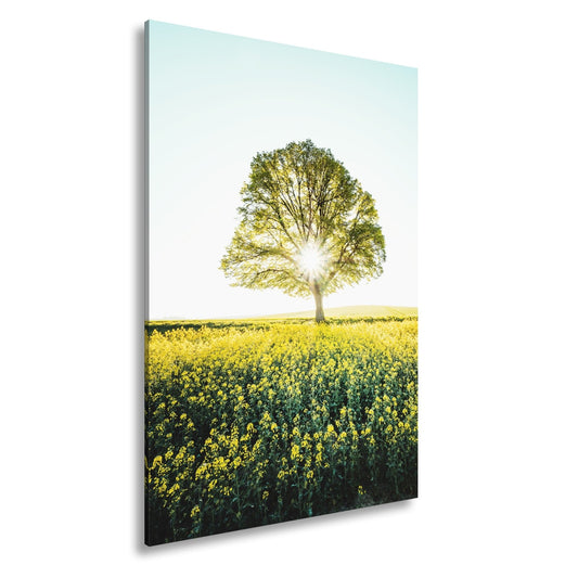 Leinwandbild Goldene Sonne küsst den Baum im Meer aus Blüten. - deyoli