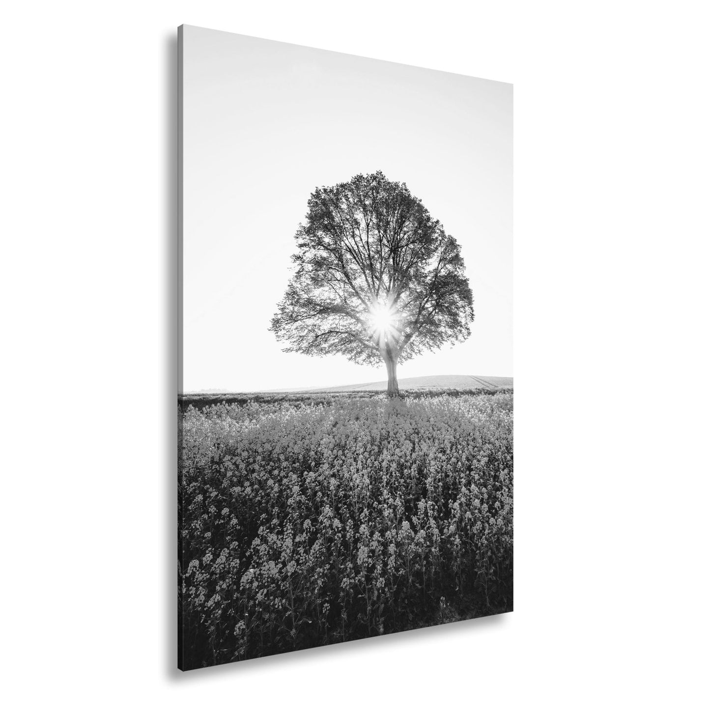 Leinwandbild Goldene Sonne küsst den Baum im Meer aus Blüten. - deyoli