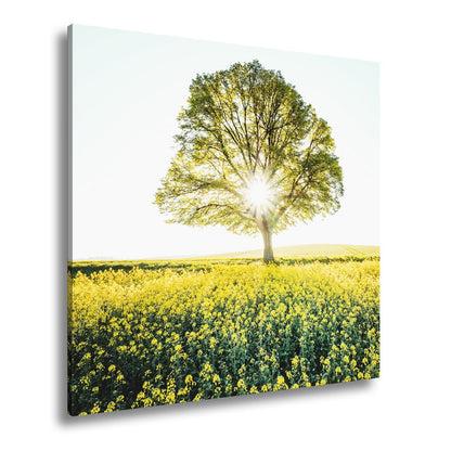 Leinwandbild Goldene Sonne küsst den Baum im Meer aus Blüten. - deyoli