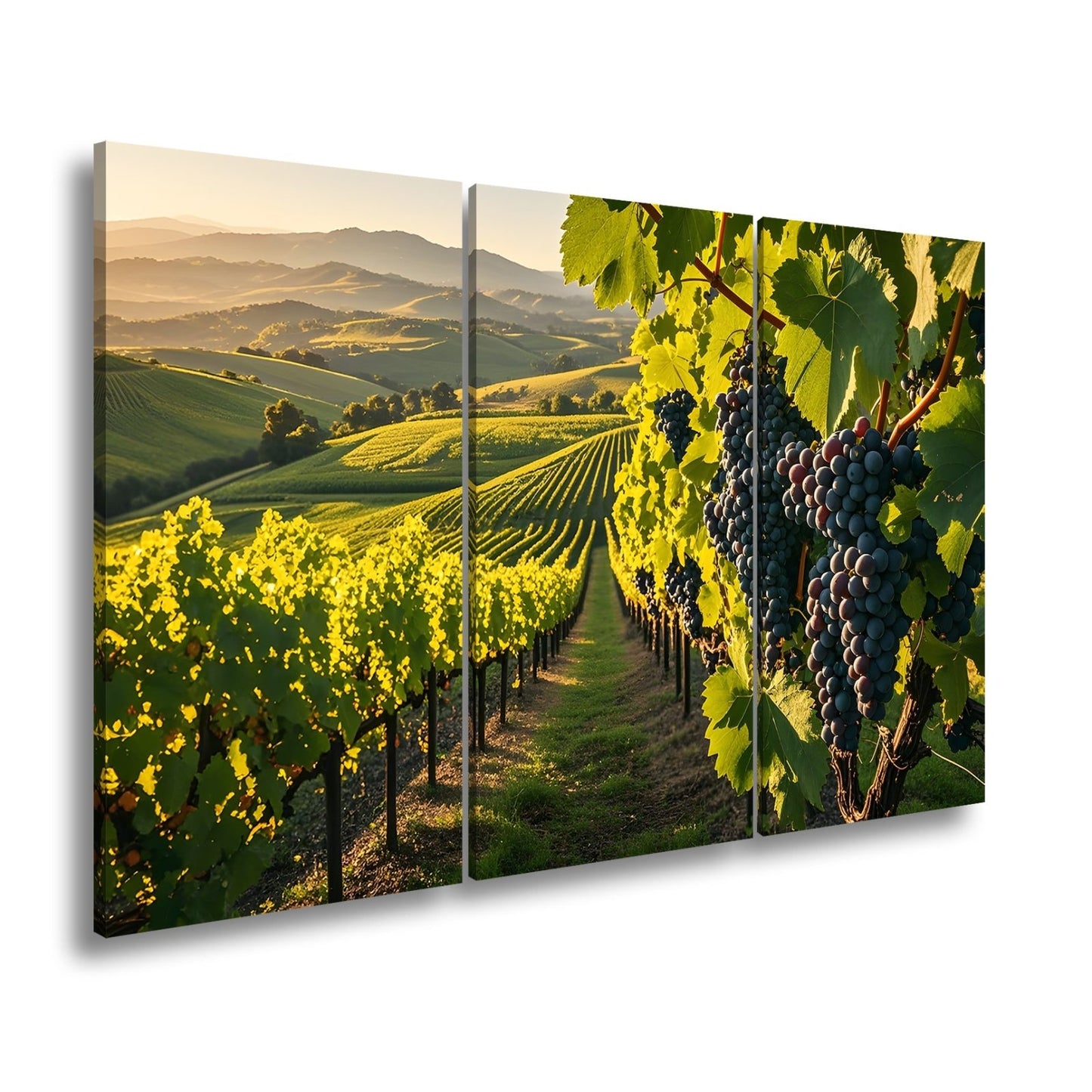 Leinwandbild Goldene Weinreben rollen über sonnige Hügel - deyoli