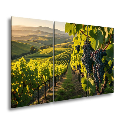 Leinwandbild Goldene Weinreben rollen über sonnige Hügel - deyoli
