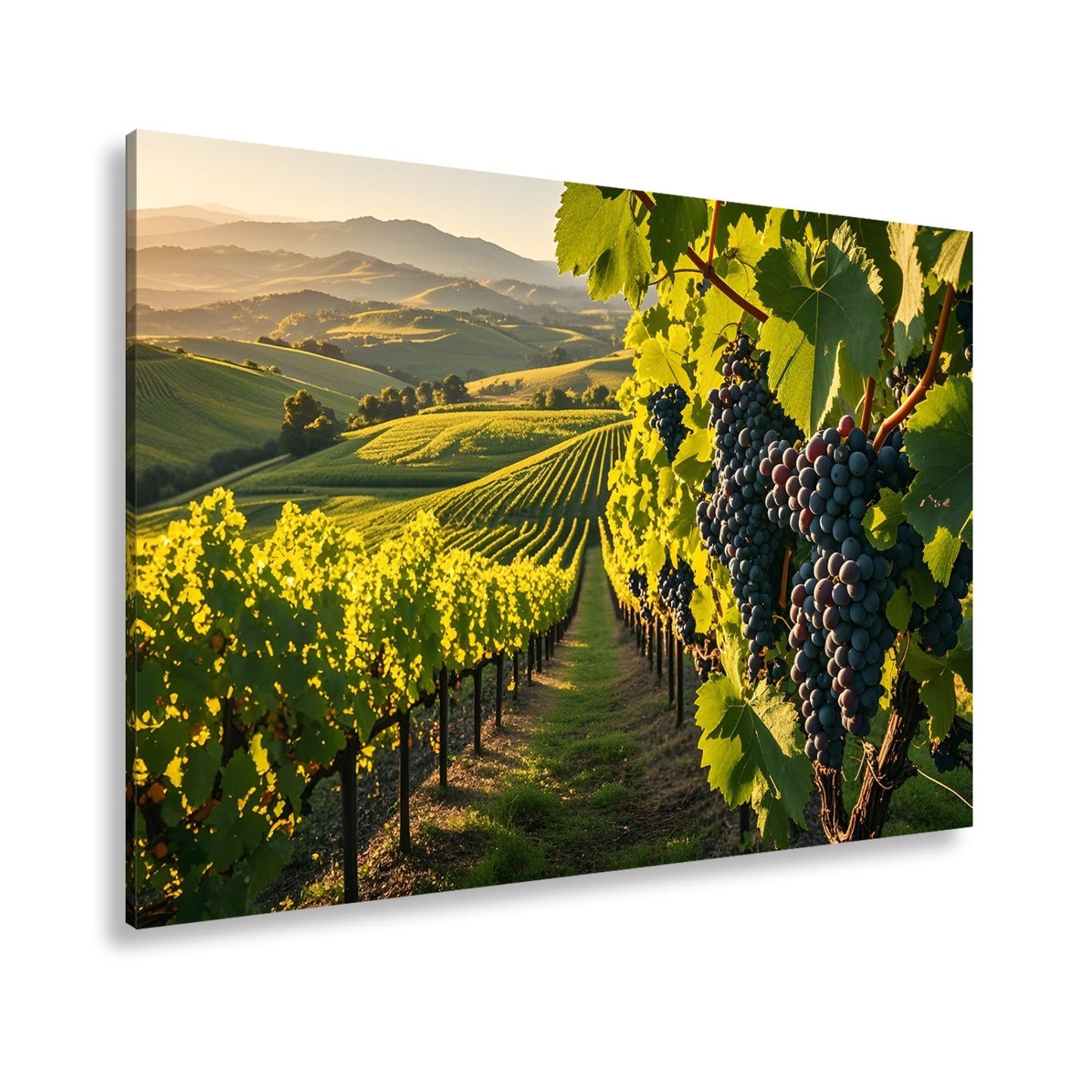Leinwandbild Goldene Weinreben rollen über sonnige Hügel - deyoli