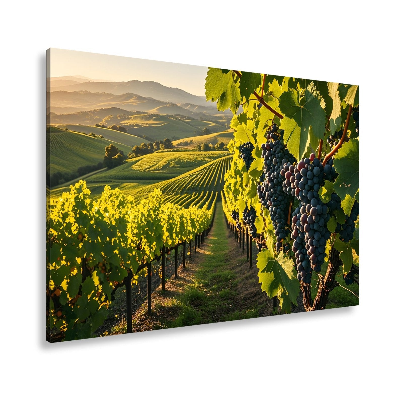 Leinwandbild Goldene Weinreben rollen über sonnige Hügel - deyoli