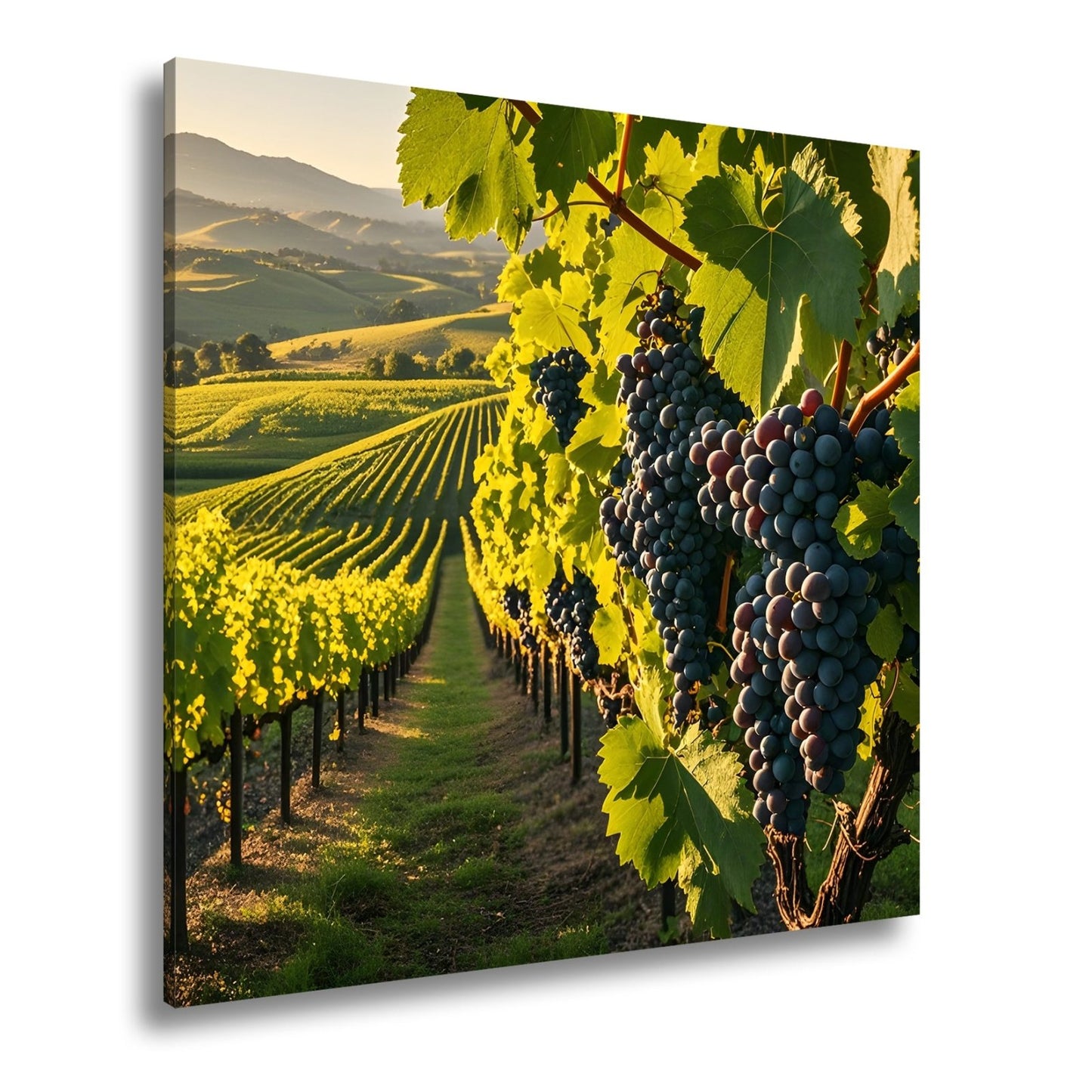 Leinwandbild Goldene Weinreben rollen über sonnige Hügel - deyoli