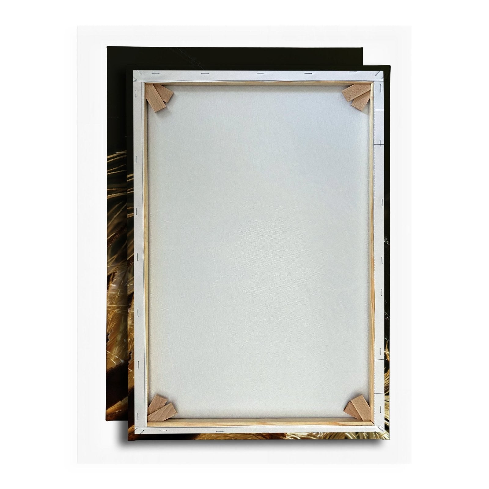 Leinwandbild Goldener Flaum im Licht – zartes Spiel der Natur. - deyoli