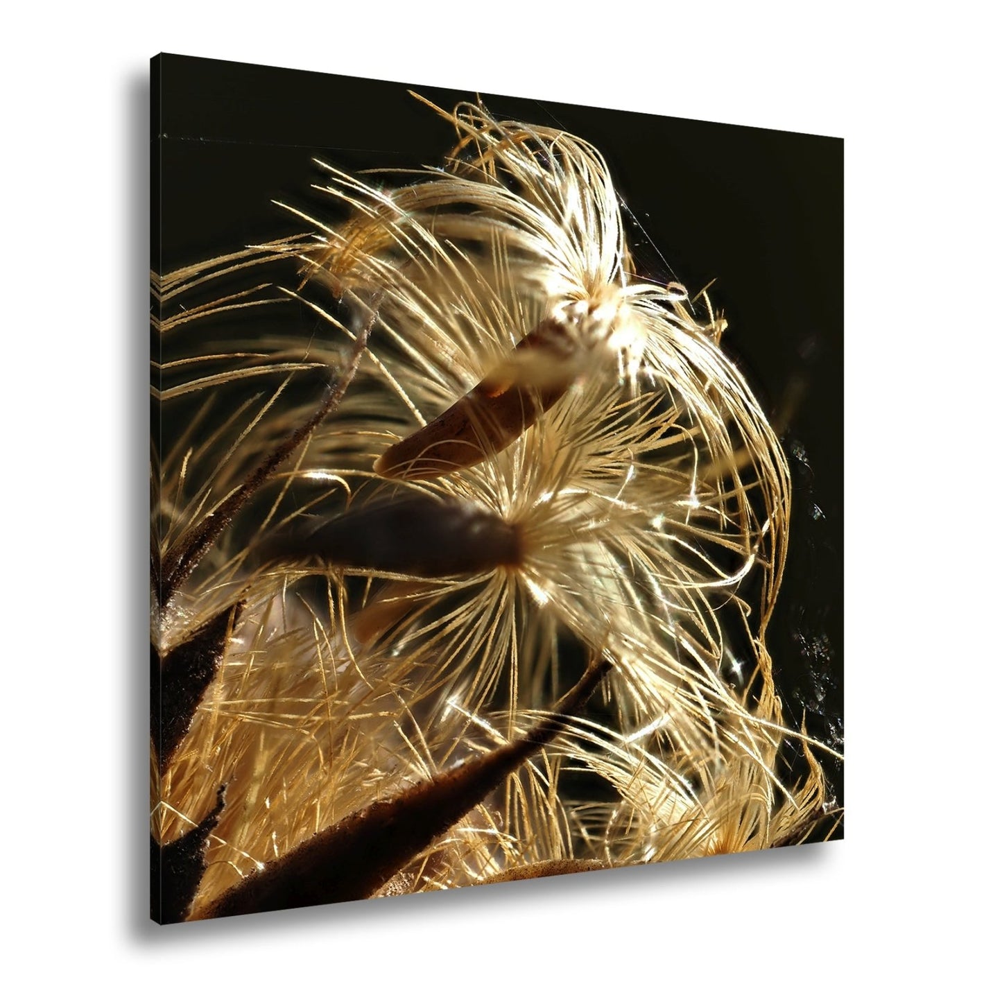 Leinwandbild Goldener Flaum im Licht – zartes Spiel der Natur. - deyoli