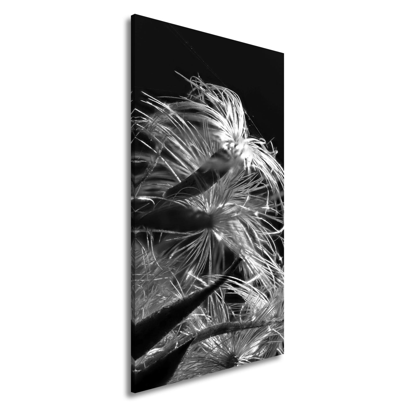 Leinwandbild Goldener Flaum im Licht – zartes Spiel der Natur. - deyoli
