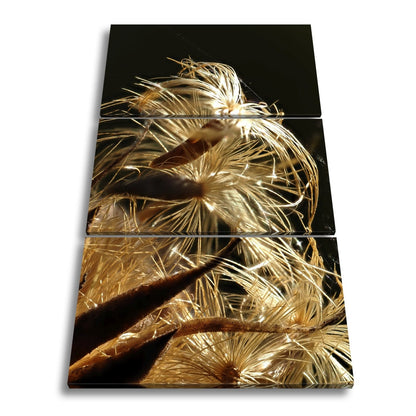 Leinwandbild Goldener Flaum im Licht – zartes Spiel der Natur. - deyoli