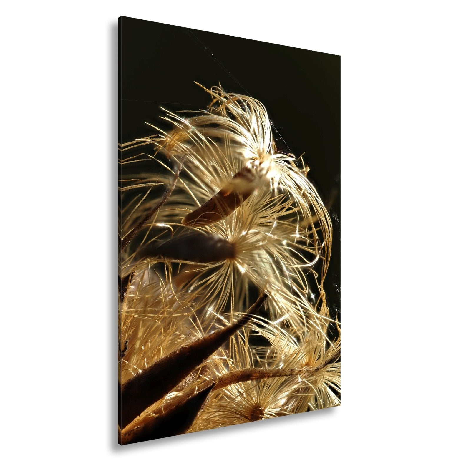 Leinwandbild Goldener Flaum im Licht – zartes Spiel der Natur. - deyoli