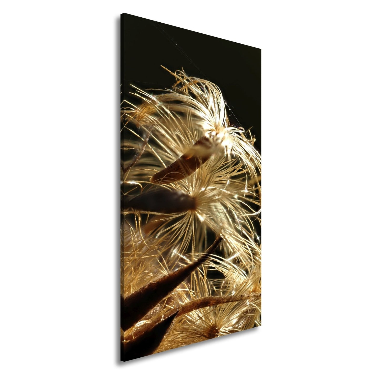 Leinwandbild Goldener Flaum im Licht – zartes Spiel der Natur. - deyoli