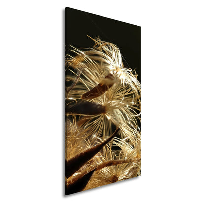 Leinwandbild Goldener Flaum im Licht – zartes Spiel der Natur. - deyoli