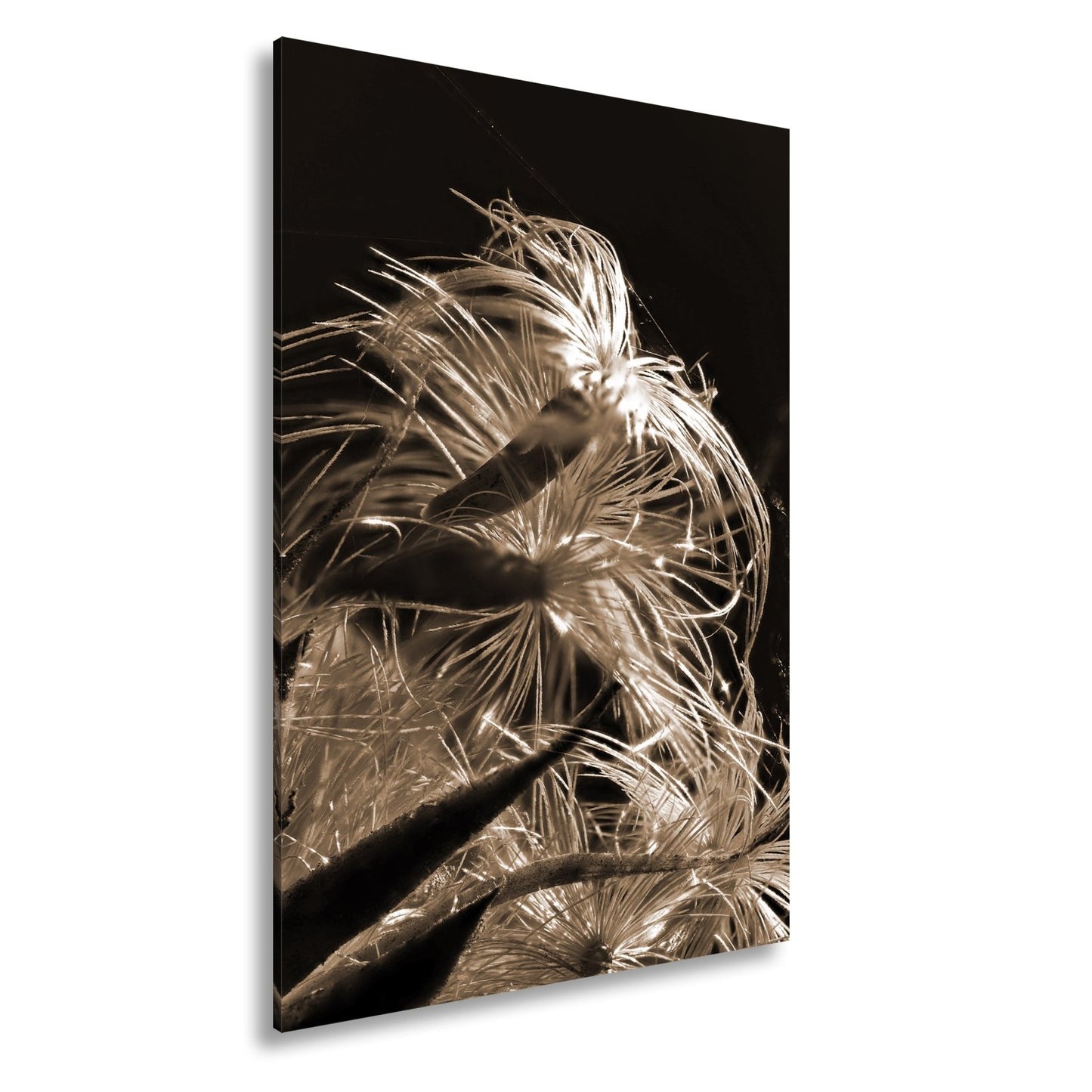 Leinwandbild Goldener Flaum im Licht – zartes Spiel der Natur. - deyoli