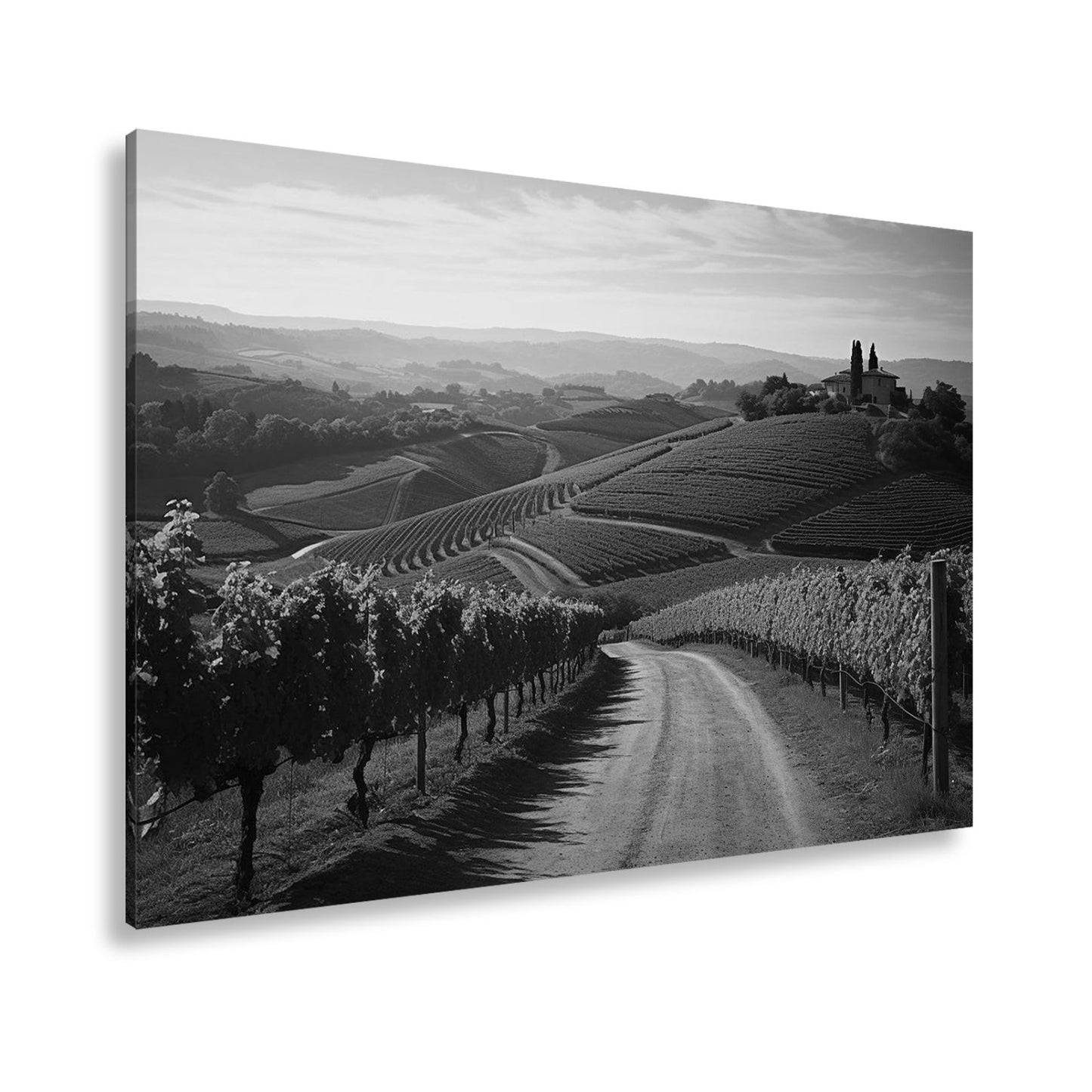 Leinwandbild Goldenes Licht über endlosen Weinbergen - deyoli