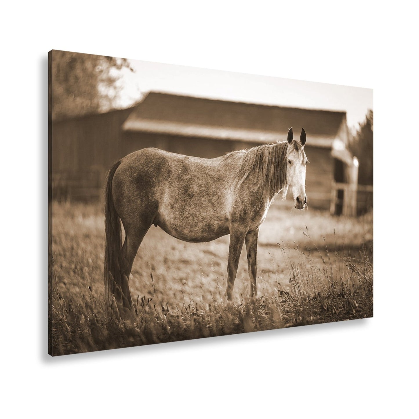 Leinwandbild Graues Pferd in goldener Abendruhe vor der Scheune. - deyoli